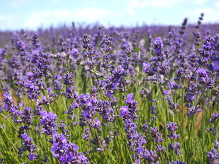 Naklejka premium ラベンダーファーム