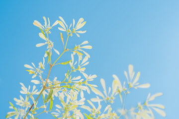 Nature of summer: Worm's eye view Small white leaves with blue sky