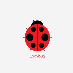 ladybug icon design illustration vector