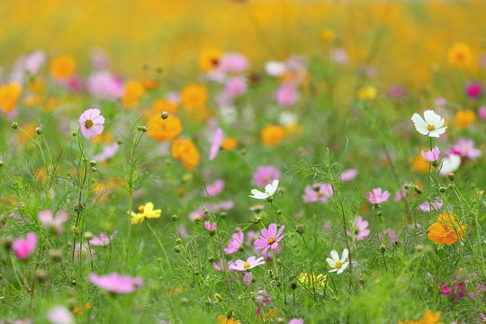 Pink, yellow and white cosmos flower meadow in summer for natural and cottage garden style design purpose © Akarawut