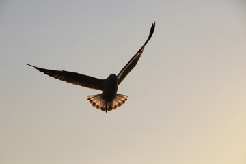 Segull Flying in the Sky