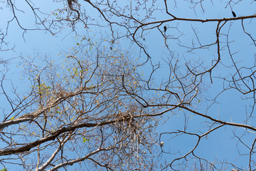 The twigs of dead twigs dead under the blue sky.