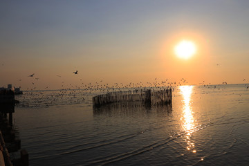 Segull Flying in the Sky