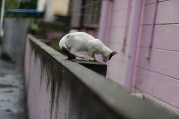 White Indian cat trying to jump from a wall.