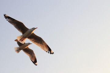 Segull Flying in the Sky