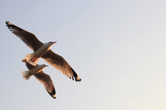 Segull Flying in the Sky