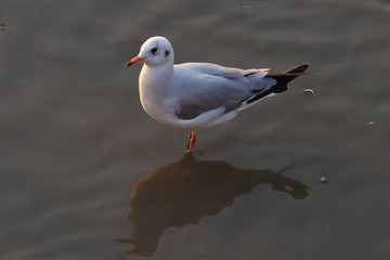 Obraz premium seagull on rock