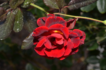 Hanging red rose