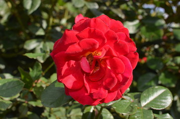One red rose