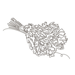 parsley. vector contour image of a bunch of fresh greens. one line. continuous line