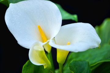 Fototapeta na wymiar white calla lily of the valley