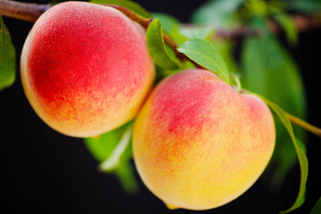 ripe peaches on a branch