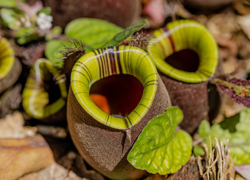 Multi kind of Nepenthes plant , Is a reserved plant of Thailand