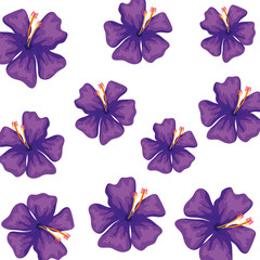 Obraz premium background of cute flowers of purple color vector illustration design