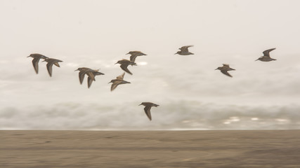 Plover shore birds flying over beach fog.