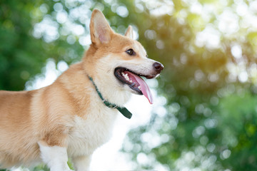 Corgi dog on the table in summer sunny day