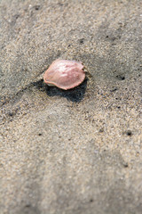 Dead crab shell in the sand.