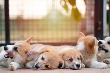 Cute Corgi Dog Puppies Lying Relaxing And Sleeping In Summer Sunny Day Wall Mural Tatomm Cute Corgi Dog Puppies Lying Relaxing And Sleeping In Summer Sunny Day Wall Mural Tatomm
