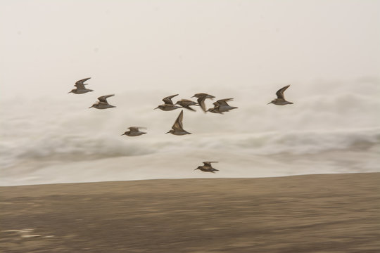 Plover shore birds flying over beach fog.