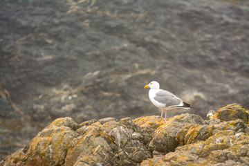 Seagull resting perched on a rock cliff fog.