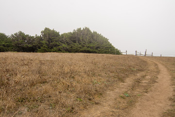 Coastal cedar tree with fence and fog .