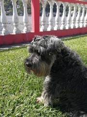 profile hairy schnauzer watching the horizon