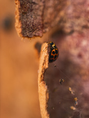 Closeup photo of ladybug