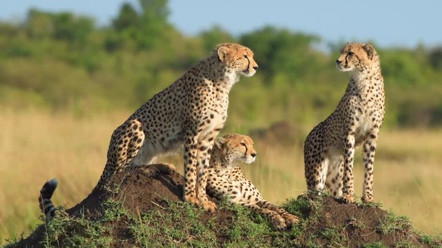 cheetah closeup in masai mara grassland  animal wildlife video