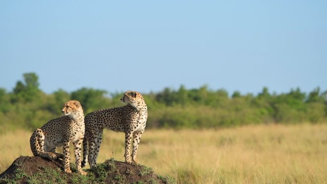cheetah closeup in masai mara grassland  animal wildlife video