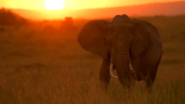 elephant closeup in masai mara national reserve grass land with babies background sunset