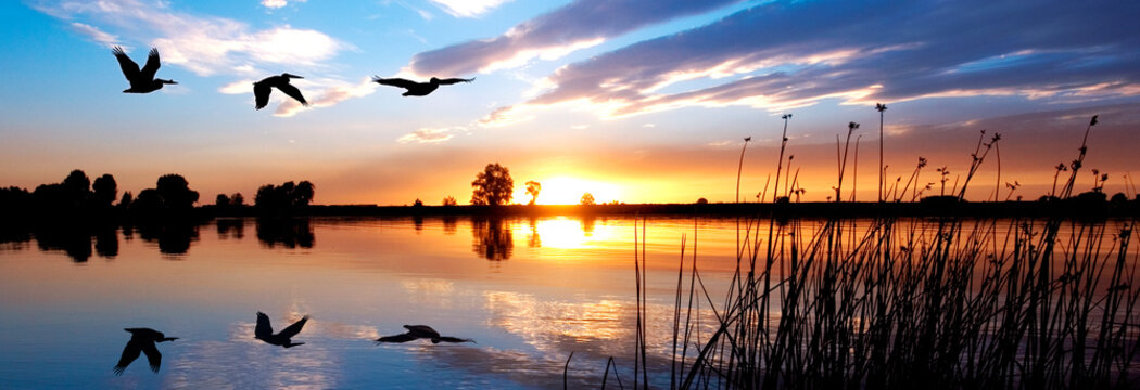 Pellicans Flying Over Beautiful Sunset