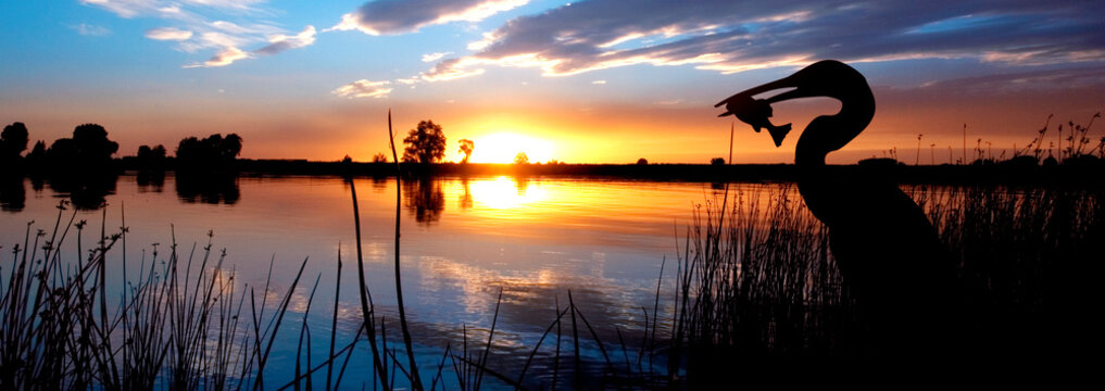 A panoramic silhouette of and egret or heron in front of a beautiful sunset