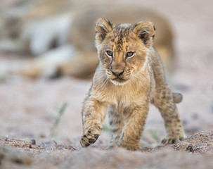 Lion cub, Panthera leo, walking in a sandy dry riverbed.