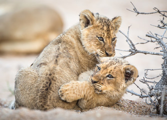 Lion cubs, Panthera leo, wrestling in a sandy dry riverbed.