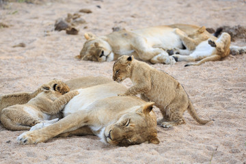 Lionesses and cubs, Panthera leo, nursing in a dry and sandy riverbed.