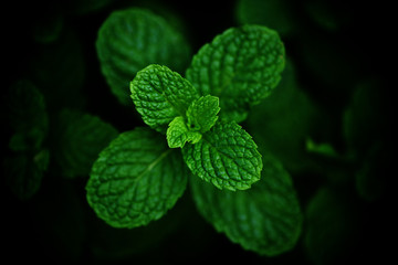 peppermint leaf in the garden dark background - Fresh mint leaves in a nature green herbs or vegetables