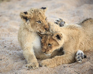 Lion cubs, Panthera leo, playing in a dry riverbed.