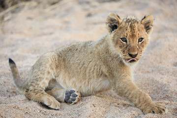 Lion cub, Panthera leo, with tongue out, reclining in a dry riverbed.