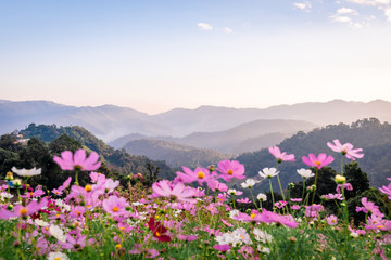 Colorful cosmos flowers that rise in the heart of the valley, a popular tourist attraction in...