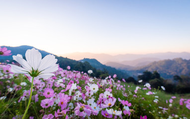 Colorful cosmos flowers that rise in the heart of the valley, a popular tourist attraction in Chiang Mai.Mon Jam