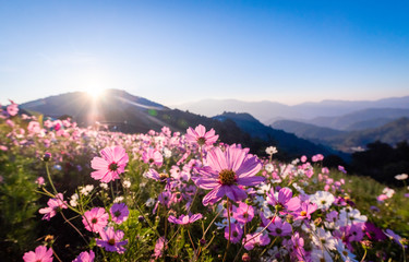 Colorful cosmos flowers that rise in the heart of the valley, a popular tourist attraction in Chiang Mai.Mon Jam