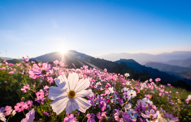 Fototapeta premium Colorful cosmos flowers that rise in the heart of the valley, a popular tourist attraction in Chiang Mai.Mon Jam