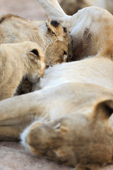 Lioness and cubs, Panthera leo, reclining and nursing in a sandy riverbed.