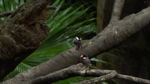 Java Sparrow birds