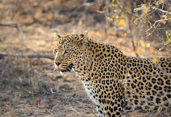 Leopard, Panthera pardus, standing in golden brush.