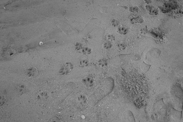 足跡 猫 動物 砂浜 かわいい 海