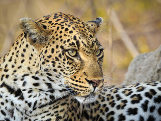 Leopard, Panthera pardus, profile portrait while reclining.