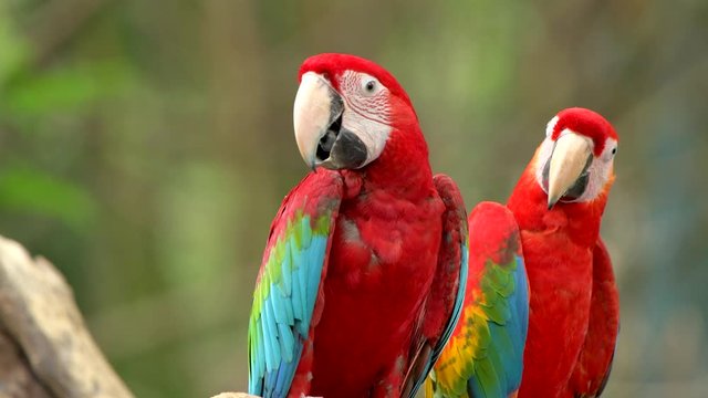 colorful macaw birds closeup portrait shots in green background video cute beautiful
