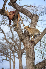 Fototapeta na wymiar Leopard, Panthera pardus, climbing a tree with its kill, an impala, Aepyceros melampus, lodged in the upper branches.