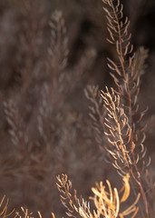 Archaeological Ruins at Canyon de Chelly National Monument, Navajo Nation, Arizona